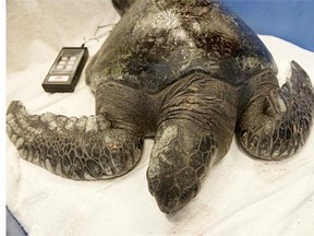 A green sea turtle is being slowly warmed and treated for wounds at the Vancouver Aquarium Marine Science Centre.