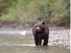 Premier Christy Clark announced a landmark deal earlier this week to limit logging and end the commercial grizzly hunt on the central coast.