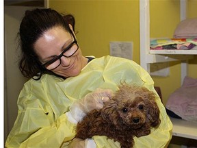 A B.C. SPCA worker tends to a pregnant Apricot poodle, one of 84 dogs and cats seized from a Surrey boarding and breeding facility on Tuesday.