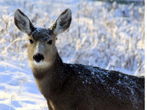 Mule deer are being removed to the B.C. backcountry as part of an attempt to rehabituate them to the wild, rather than cull them as has been done in many communities overrun with them.