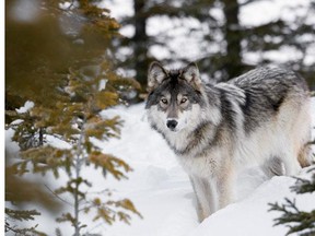 British Columbia’s controversial helicopter hunt for wolves meant to save endangered caribou herds has shifted from the Kootenays to the South Peace region.