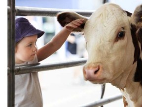 Jordyn Samuell reaches out to touch a calf at the Abbotsford Agrifair August 5, 2012.