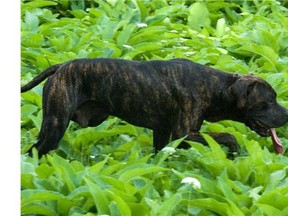 A new poll asked Canadians whether dog attacks are the result of dangerous breeds such as pit bulls or Rottweilers or because of bad owners.  A pit bull roams around the grounds of a wood distribution warehouse at the corners of Sicard and Notre Dame in east end Montreal, in Montreal.