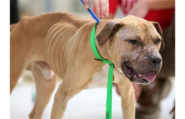 Rehabilitated dog from Michael Vick fighting ring put down