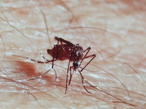 B.C. doesn’t have the Aedes aegypti mosquito that transmits Zika , local authorities are monitoring other mosquitos that could spread disease. The control program starts in late May, once the snow melt comes down from the mountains and the rivers start flooding, because larvae hatch in temporary pools of water.