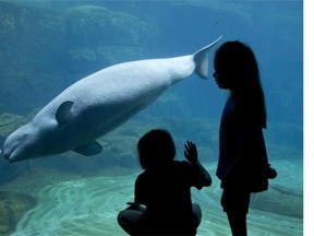 Two young girls watch as Tiqa the two-year old beluga whale swims at the Vancouver Aquarium in Stanley Park, Tuesday, August 3, 2010.