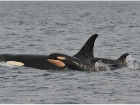 In this photo taken Monday, March 30, 2015, and provided by the Pacific Whale Watch Association, newborn orca J 55  swims alongside an adult whale, believed to be the mother, in the Salish Sea waters off Galiano Island, British Columbia. The calf has since disappeared and researchers fear it is dead.