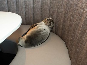An eight-month-old female sea lion pup is shown where it was found sleeping in a booth of the Marine Room, an upscale restaurant in the La Jolla neighborhood of San Diego, Thursday, Feb. 4, 2016. Experts were called from nearby SeaWorld, who said the pup was severely underweight and dehydrated. The pup was taken to SeaWorld’s Animal Rescue Center and experts are cautiously optimistic about her recovery. There’s been a surge in sea lion mortality over the past year because, scientists say, the animals’ food supply has been affected by higher-than-normal ocean temperatures linked to El Nino.