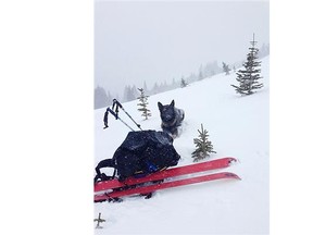 Police dog Denim waits for reinforcements after he and handler Cpl. Phil Sullivan located a missing snowboarder.