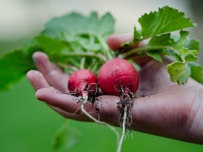 radish-761591_640