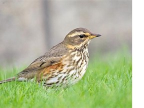The redwing, or turdus iliacus, has drawn the attention of birders to the Victoria area.    — Andreas Trepte photo