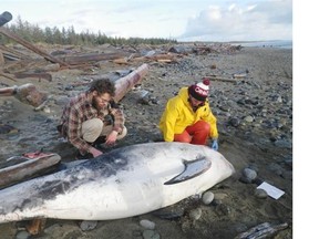Staff from Vancouver Aquarium prepare to do a necropsy on a Risso’s dolphin that washed up on a Haida Gwaii beach on Feb. 20.    — Vancouver Aquarium