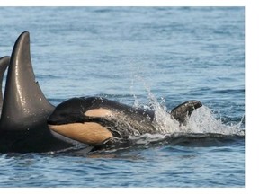 An orca calf has been found dead near Sooke. It's not known if it is one of the southern residents born recently.