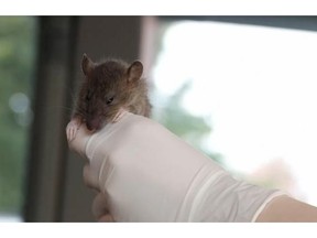 This was one of the 725 rats trapped and humanely killed.   — Vancouver Rat Project