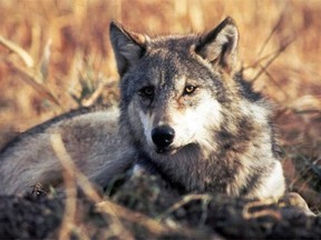 The government has argued the cull is needed to protect threatened caribou herds, and during its first year last winter, sharpshooters in helicopters killed 84 wolves in the province’s northeast and southeast regions.