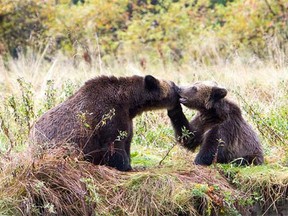 A B.C. grizzly bear and her cub nuzzling.
