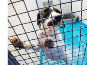 Sixty-six sick and neglected dogs were seized by the BCSPCA from a puppy mill in Langley, BC February 4, 2016. The animals are in the BCSPCA's care and will be adopted out. Pictured is one of the seized dogs at the BCSPCA in Vancouver, BC Tuesday, February 9, 2016.