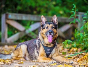 Want to work around fine canine officers like this one? The VPD has a job opening you might like.