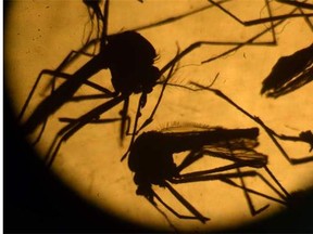 Zika-carrying Aedes aegypti mosquitos were photographed in a laboratory at the University of El Salvador.   — Getty Images files