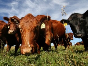 Emery Huszka, president of the National Farmers Union in Ontario, says the temporary decision by Earls restaurants to source its beef from the U.S. should be a wake-up call for the federal government to draft new legislation that would allow smaller cattle producers and feed lots to thrive, producing higher-quality beef for increasingly demanding consumers.
(POSTMEDIA NEWS FILES)