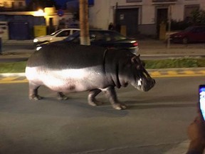 A hippopotamus escaped from a circus in Spain Wednesday, causing traffic chaos and amusing onlookers.