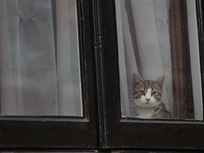 Julian Assange's cat, likely the most "indoor cat" in the world, looks out a window of the Ecuadoran embassy in London June 19. His owner, the founder of WikiLeaks, who is wanted in Sweden for questioning on rape charges and who fears being extradited to the U.S. for spying, has been holed up for four years in the embassy since the government of Ecuador granted him asylum.
