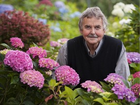 CHILLIWACK. JUNE 25 2013. Brian Minter amongst the hydrangea and other flowers at the Minter Country garden nursery,Chilliwack, June 25 2013. Minter Gardens will be closing its doors this year after troubling economic times. Gerry Kahrmann  /  PNG staff photo)  ( For Sun News )  [PNG Merlin Archive]