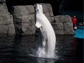 Qila leaps out of the water as trainers watch at the Vancouver Aquarium.