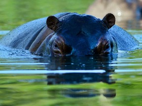 Did you know hippos are more dangerous than rhinos? True! This fine fellow lives at Colombia's Hacienda Napoles theme park, once the private zoo of the slain drug kingpin Pablo Escobar. His pets have long outlived him; the four he originally bought in the 1980s to roam his estate now number about 35.