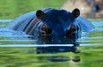 Did you know hippos are more dangerous than rhinos? True! This fine fellow lives at Colombia's Hacienda Napoles theme park, once the private zoo of the slain drug kingpin Pablo Escobar. His pets have long outlived him; the four he originally bought in the 1980s to roam his estate now number about 35.