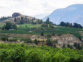 Vineyards in the Naramata Bench region near Penticton in 2014. Soil samples taken from 15 wineries and nearby natural areas showed a definite difference in soil microbes between vineyard soil and natural valley soil, said Dr. Miranda Hart, associate professor in the University of B.C.'s biology department.