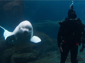 The Aquarium rightfully stopped the shameful incarceration of our magnification orcas. It's time to free the belugas, writes Ellie Langer.