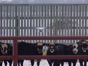 Thompson Rivers University professor Dr. John Church is using drones to help B.C. ranchers find lost cows on the range.