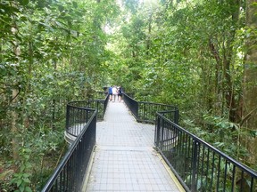 A walk through the ancient Daintree Rainforest is a walk through a living piece of art. Michael McCarthy