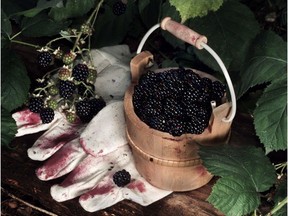Blackberries could be the most democratic food out there.