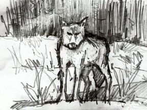Kevin Vallely made a quick sketch of a angry wolf he encountered while camped alongside the Great Bear River.