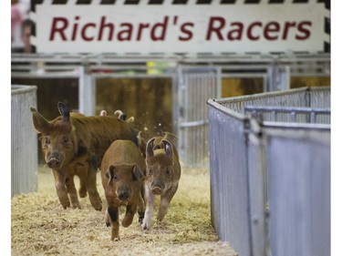 The pig races  at 2016 Fair at thePNE Vancouver, August 20 2016.