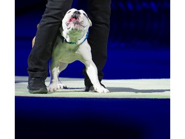 The Superdogs show at 2016 Fair at thePNE Vancouver, August 20 2016.