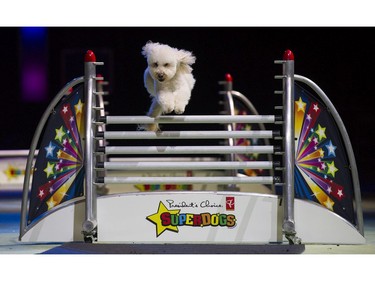 The Superdogs show at 2016 Fair at thePNE Vancouver, August 20 2016.