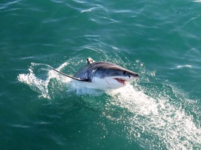 A Great White launches itself out to the water.