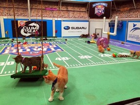 Kittens run around a miniature football field on Wednesday, Sept. 28, 2016, during the taping of Kitten Bowl IV in New York, an annual special that airs on the Hallmark Channel each Super Bowl Sunday. (AP Photo/Leanne Italie)
