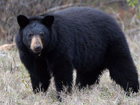 Between April and July, 2016 the province received 4,601 reports of problem bears. Conservation officers destroyed 108 bears, with another 38 bears killed by others, such as police officers and private persons.