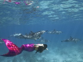 "Mermaid" Annette Johnson of Burnaby swims with dolphins off the coast at Hawaii's Big Island. Wonder what the dolphins are saying to each other?