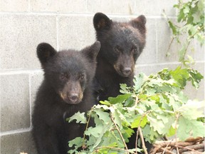 Bryce Casavant refused orders to kill these two bear cubs last summer after their mother was put down for raiding a home in northern Vancouver Island. The bears are now said to be thriving in the wild after they were rehabilitated and released.