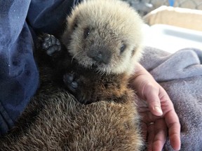 Rialto, a baby sea otter, was found stranded on Rialto Beach, on the outer coast of Washington state