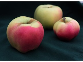 Nothing tastes as good as apples grown close to home, and the next few weeks are the best time to enjoy B.C.’s harvest.