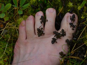 Tiny frogs climb over a bare foot. Vancouver street photographer Norman Fox left his job in the DTES to work and live on Athlone Island on the Central Coast. Naturally, he's turrned his lens on his new surrounding.