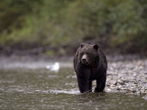 A report by two out-of-province scientists say the grizzly hunt in B.C. is sustainable and that the bear population is being well managed. But an overwhelming majority in B.C want to see the hunt banned.