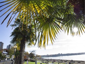 Palm trees along English Bay in Vancouver on a sunny October afternoon.