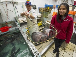 Tania Leon with tilapia fish inside Hung Win Seafood in Vancouver, BC., October 20, 2016. Leon is an outreach worker with the Vancouver Aquarium's Ocean Wise program, which is trying to encourage sustainable seafood in Chinatown.